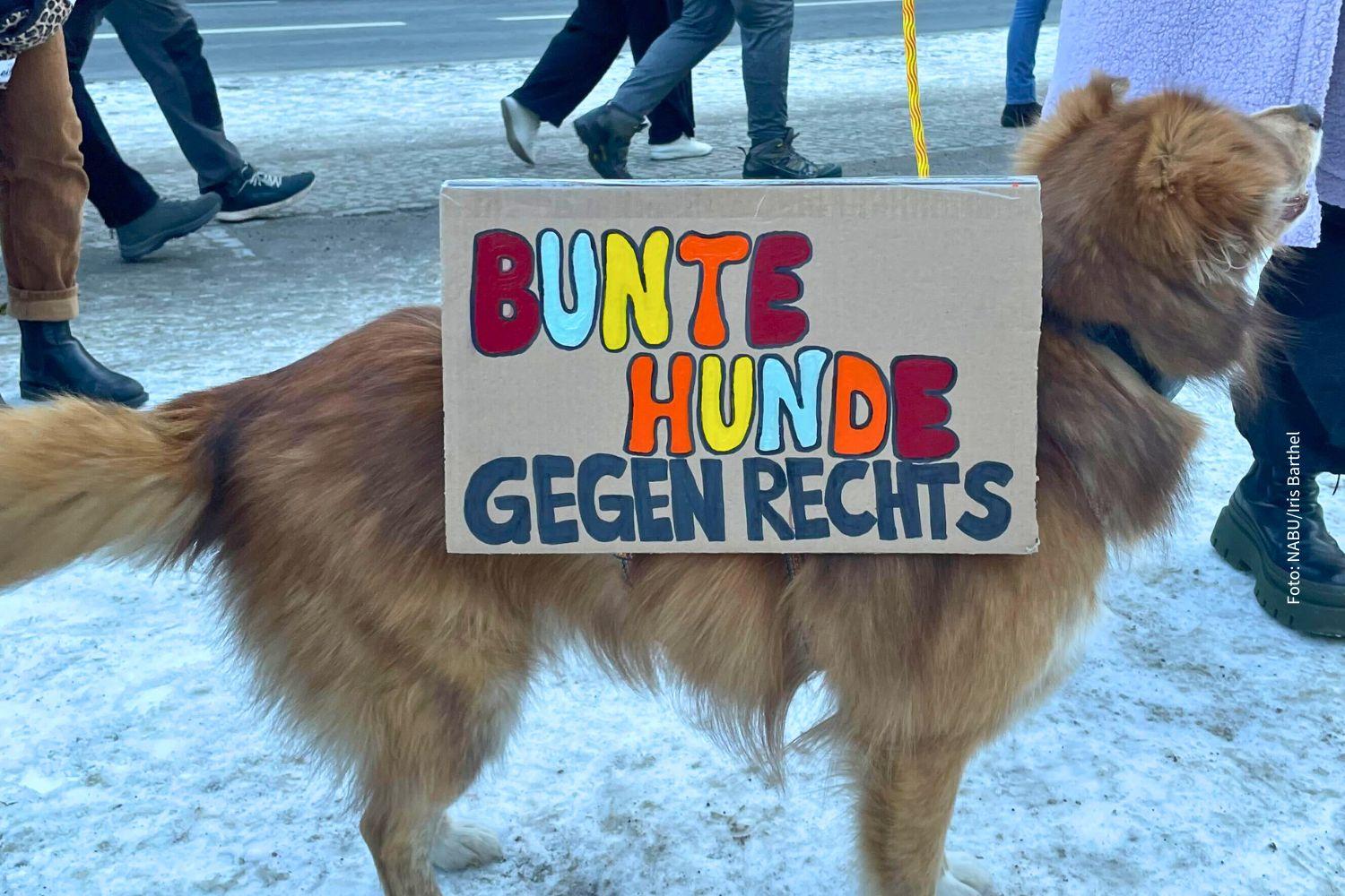 Hund mit umgebundenen Protestschild, auf dem steht "Bunte Hunde gegen rechts"