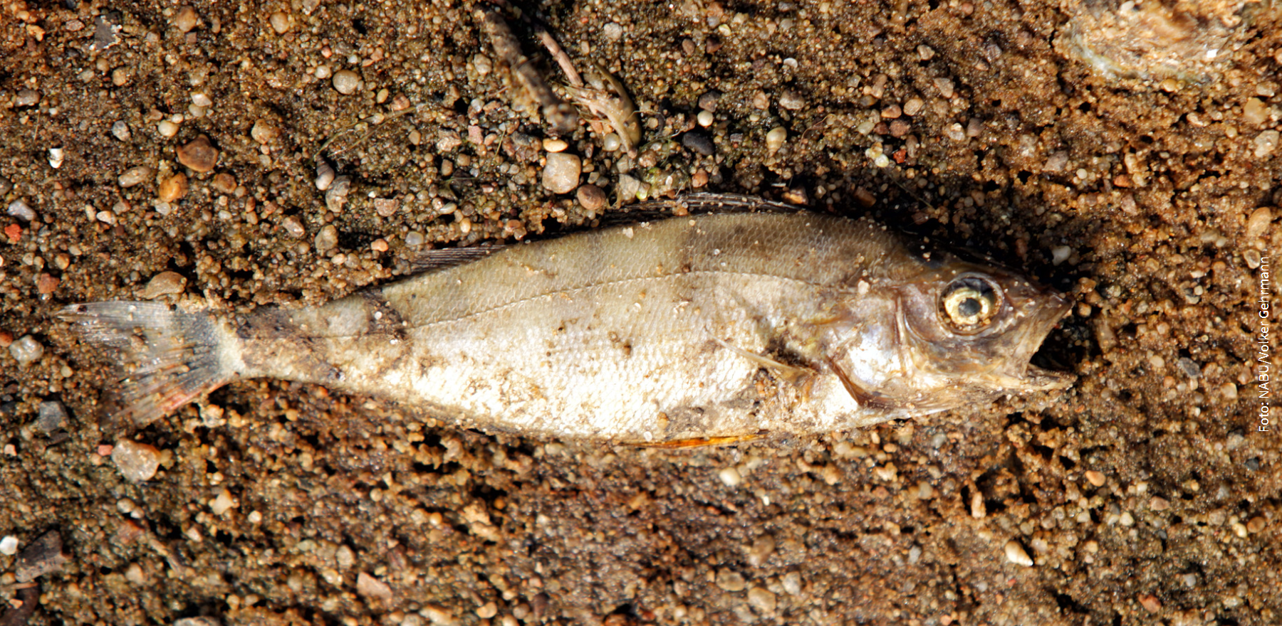 Toter Fisch an der Oder-Volker Gehrmann