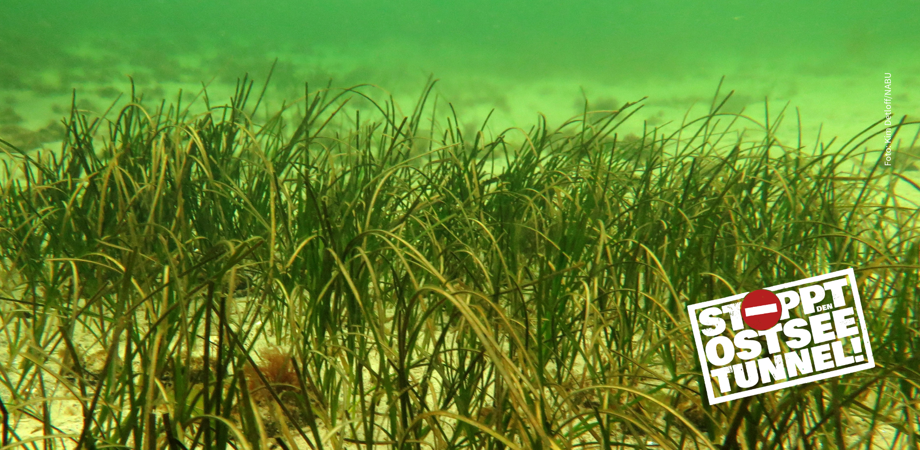 Eine Seegraswiese in der Ostsee