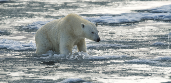 Eisbär auf Eisscholle - Foto: Ole Liodden