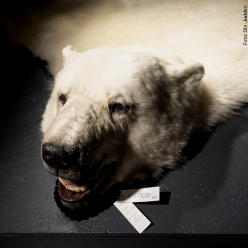 Importiertes Eisbärenfell in einem Laden in Norwegen - Foto Ole Liodden