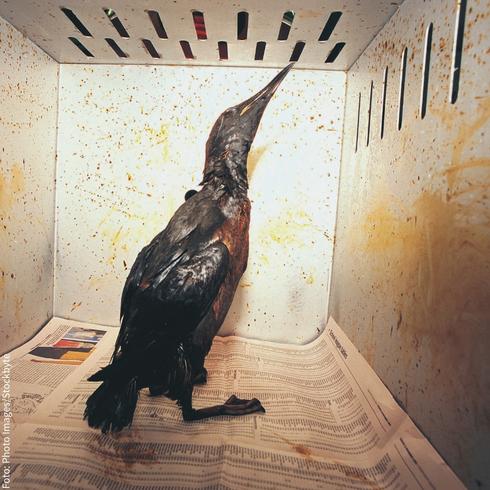 Ölverschmierter Vogel - Foto: Photo Images/Stockbyte