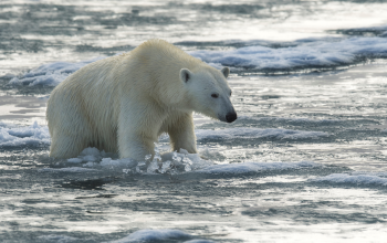 Eisbär auf Eisscholle - Foto: Ole Liodden