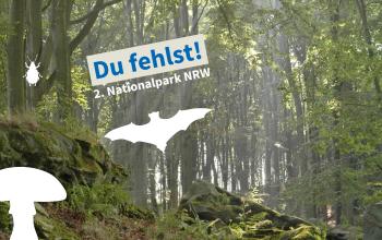 Setzen Sie sich für einen neuen Nationalpark in NRW ein!